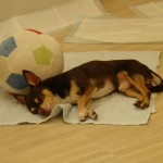 寝るちゅちゅ