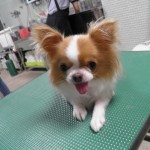 テル