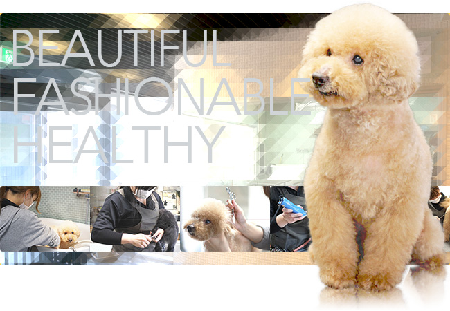 BEAUTIFUL FASHIONABLE HEALTHY